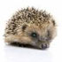 A New Trend in Pets the Hedgehog