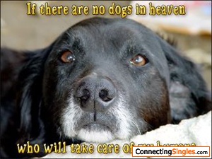 If there are no dogs in heaven who will take care of my humans?