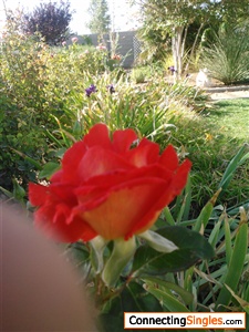 My garden :-)