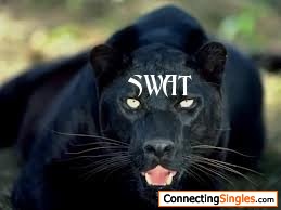 Swatcat