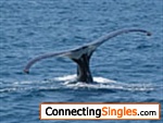 Whale offshore Barbados