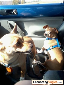 these r my dogs rebel and molly
