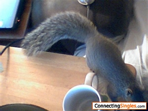 my pet squirrel