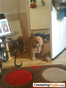 My dog Bob at home London. 2018 before he died