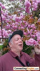 Jeff loves cherry blossoms