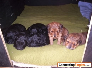 My dogs a month after they were born - Jan 2007.