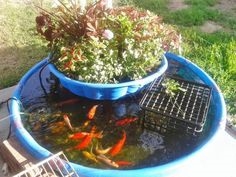 Goldfish making a Salad...
