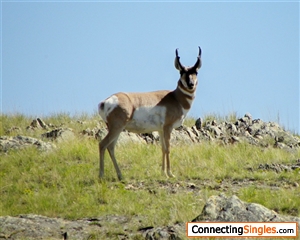Antelope in Montana