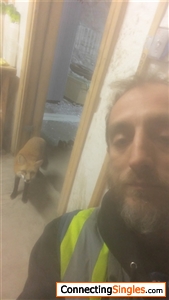 This little huy is Odin my pet work fox