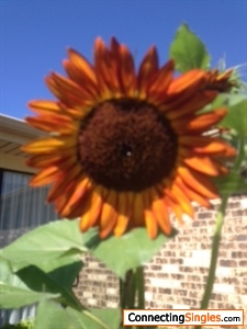 My sunflower plant