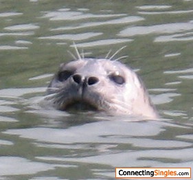 Harbor Seal while Kayaking