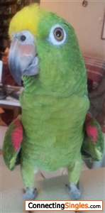 The most kissed, hugged, loved parrot in the world... My baby... Willy... <3