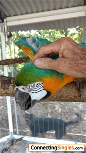 Hansie my parrot