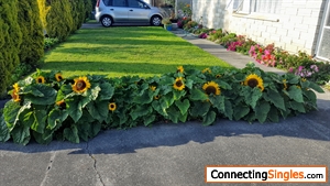This year's dwarf sunflowers blooming:) My flower garden to the right and down the side:)