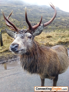 Friendly stag at Glencoe