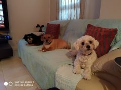 My 3 beautiful dogs left to right Minni Benni and Mollie