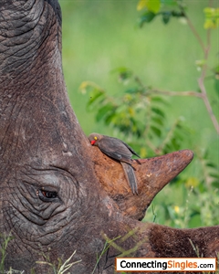 ©photo by Zaheer Ali, the oxpecker and rhino
