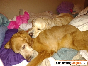 My Son's and our Golden's Sunrise RIP, and Miss Summer Rose.
