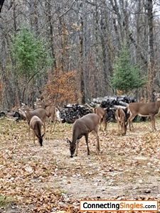 Deer at northern Minnesota home