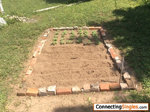 The third garden I made, consist of honey dew and more watermelon:)