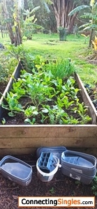 Organic vegetables in my self built raised garden beds.