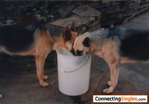 Both my dogs drinking from the same bucket