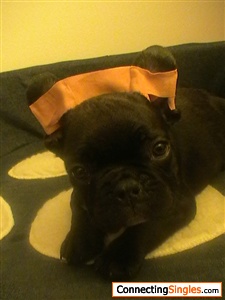 Newest member of the family. Figo, the french bulldog.