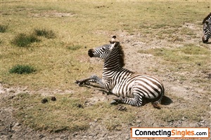 Baby Zebra resting.Photo Safari in Ngorongoro crater Tanzania Africa.