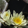 waterlily1 Puzzle
