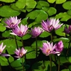 Water lillies Puzzle