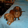 Doxie Rule