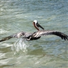 pelican Puzzle