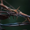 Thorns and Barbed Wire Puzzle