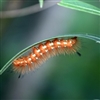caterpillar In January