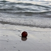 An apple on the beach Puzzle