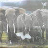 the elephants Puzzle