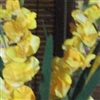 yellow flowers Puzzle