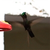 peeing hummingbird Puzzle