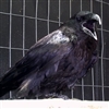 Big Scarry Raven!