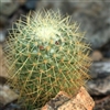 cactus Puzzle