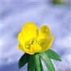spring flower