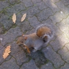 Squirrel Puzzle