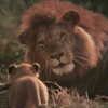 Lion and Cub Puzzle