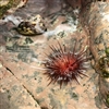 Sea Urchin Puzzle