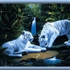 white tigers Puzzle