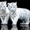 white tiger Puzzle