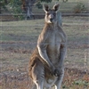 kangaroo Puzzle