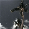 Great Bay Palms at Night