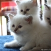Cute Kittens....