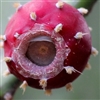 prickly pear eye Puzzle